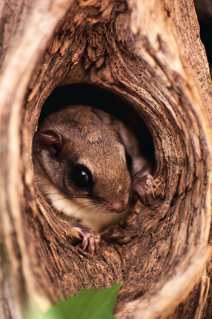 squirrel