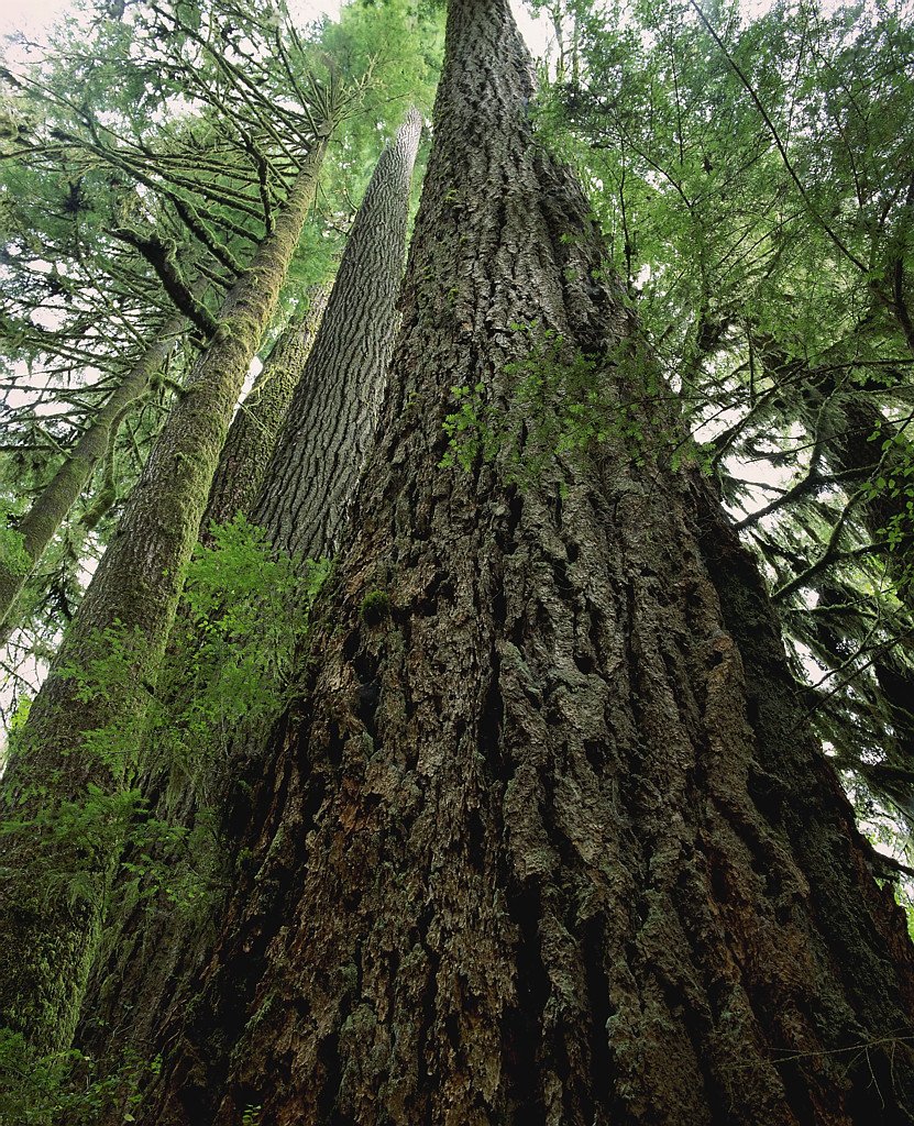 A Tree