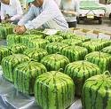 squarewatermelon Square watermelons