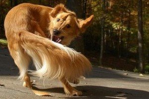 Dog Chasing Its Tail